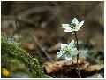 변산바람꽃